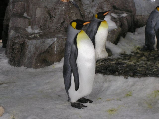Penguin