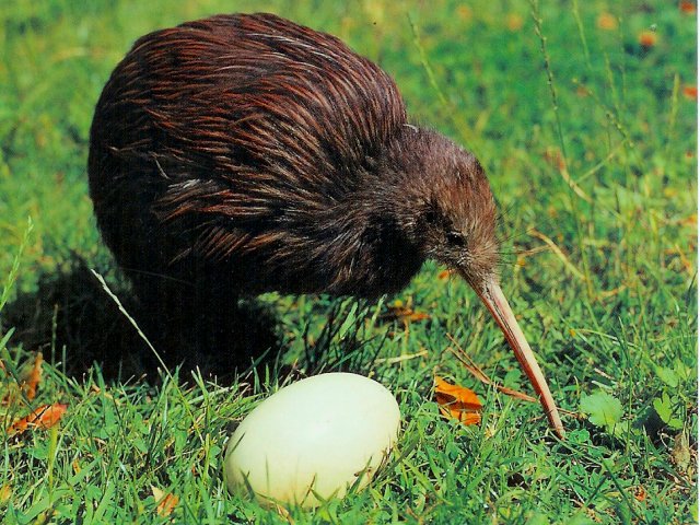 Kiwi