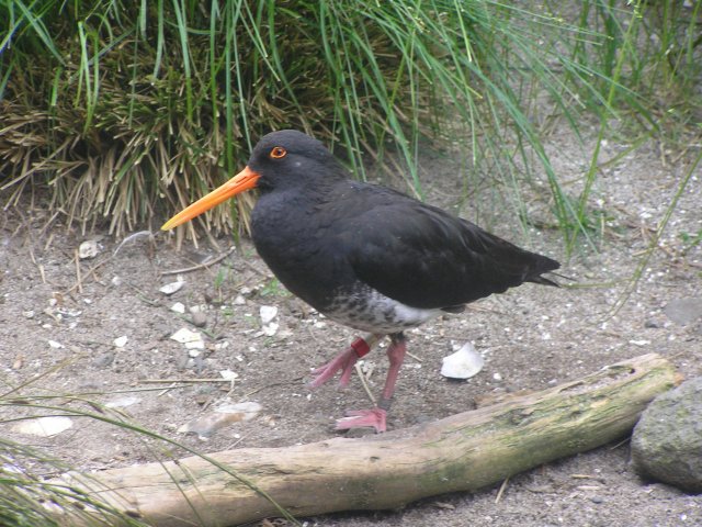 Oystercatcher