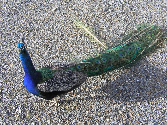 Peacock