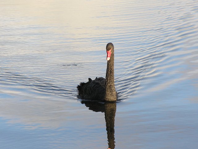 BlackSwan1