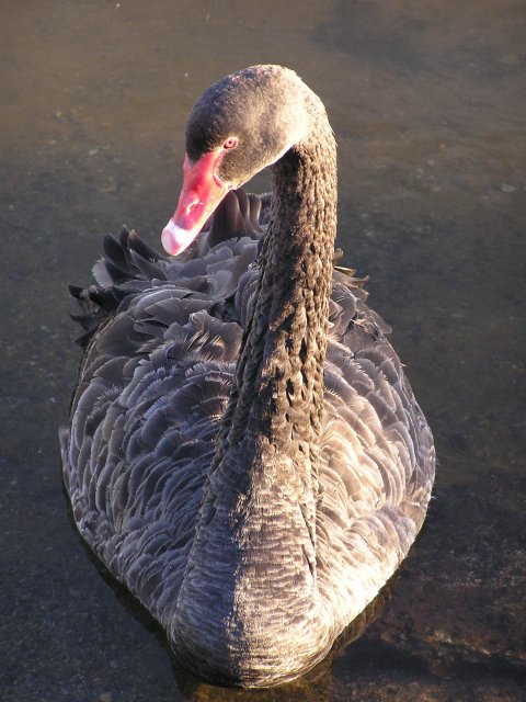 BlackSwan2