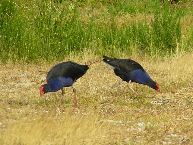 Pukeko