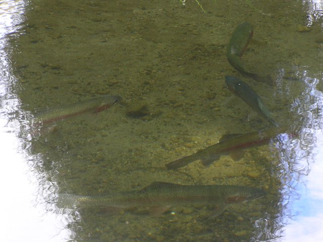 Trout