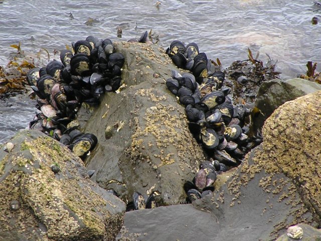 MusselWellingtonHarbour