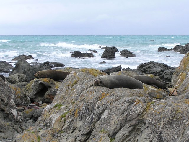 LazySeal1