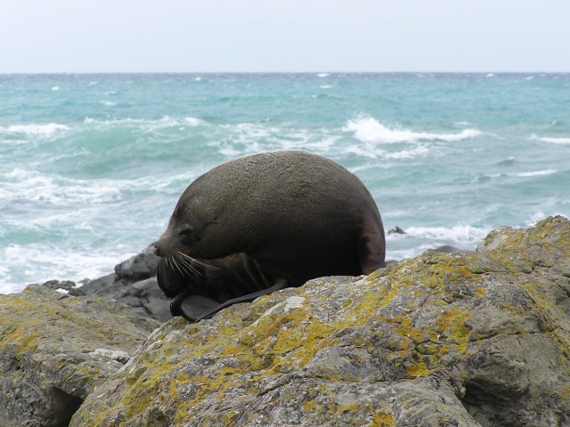 LazySeal2