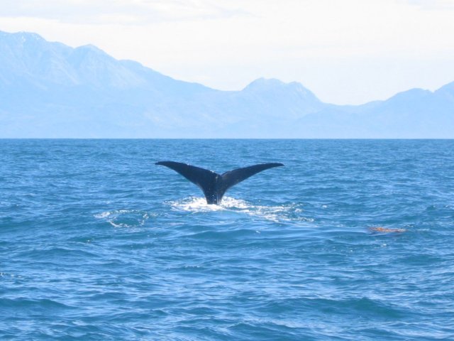 WhaleTail