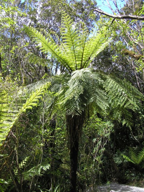 Fern