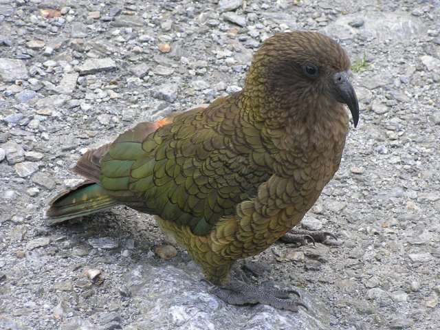 Kea