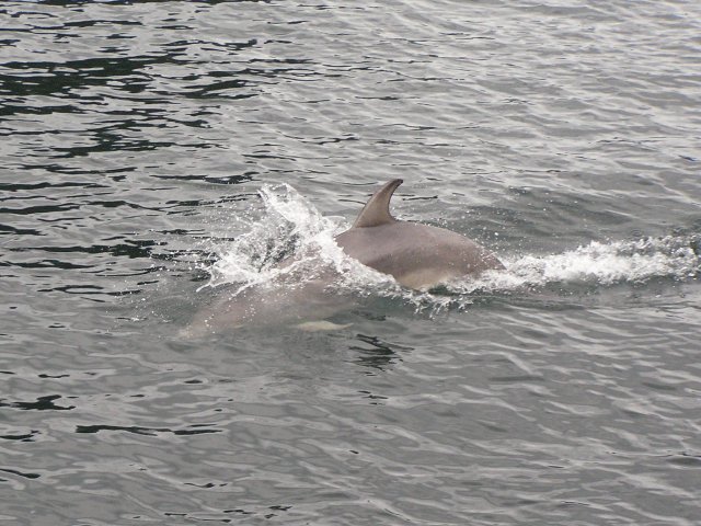 Dolphin