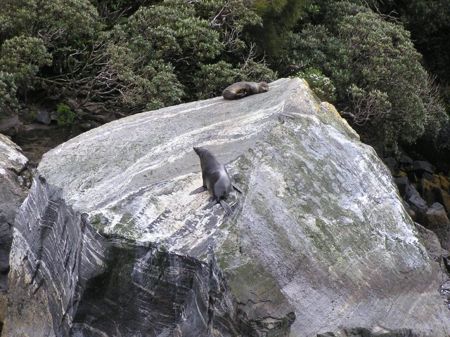 Seals