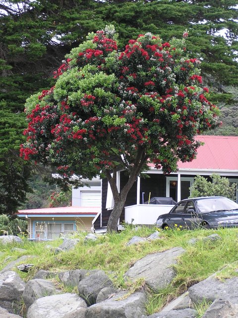 Pohutukawa 1