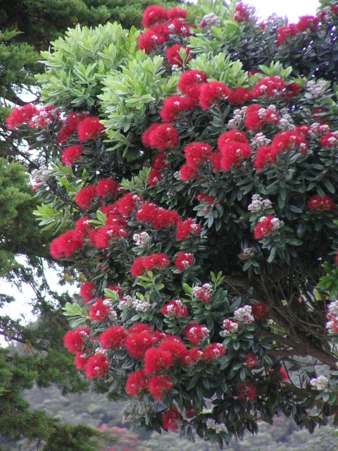 Pohutukawa 2