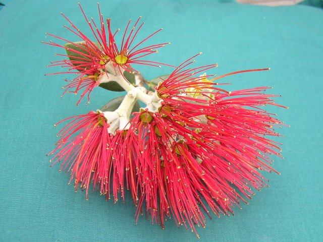 Pohutukawa 3