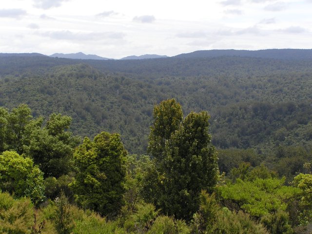 Waipoua Forest