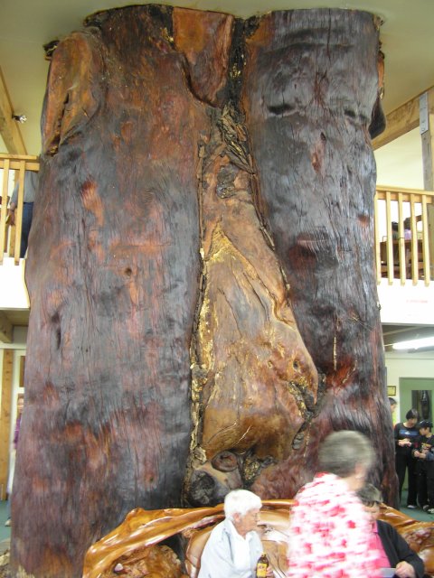 Kauri Trunk