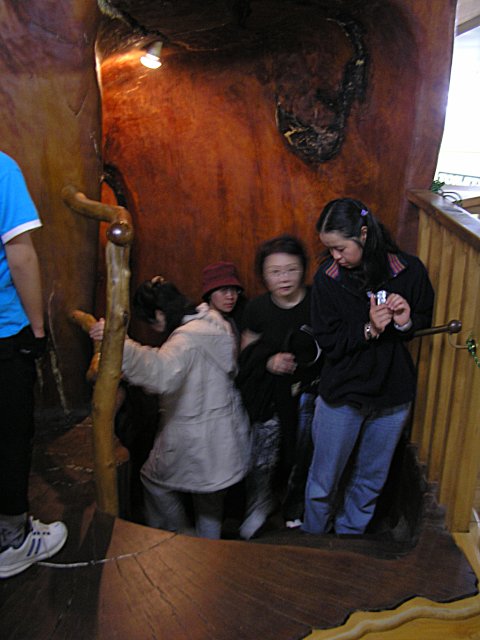 Kauri Staircase