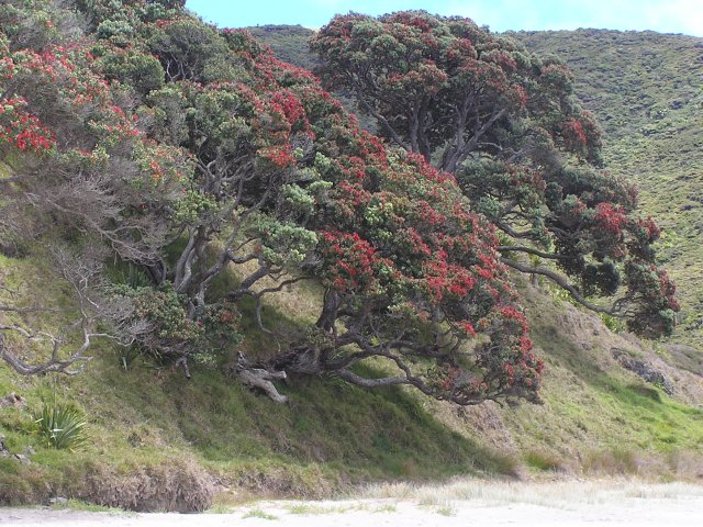 Tapotupotu Bay Pohutukawa