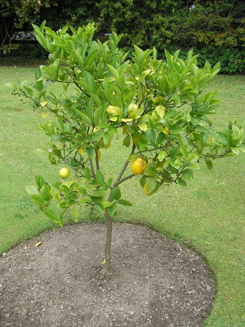 Lemon Tree