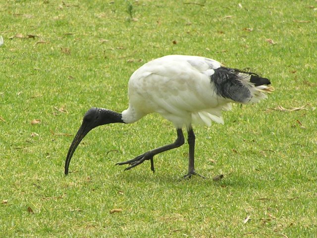 Australian White Ibis