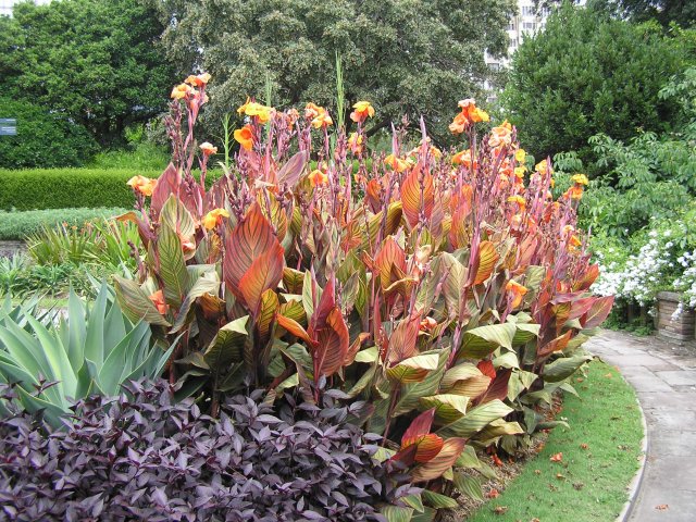 Botanical Gardens plant