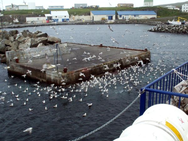 Mobbed by seagulls