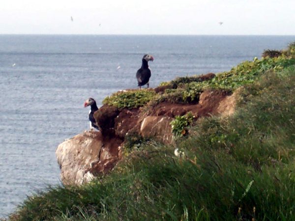 Puffins 2