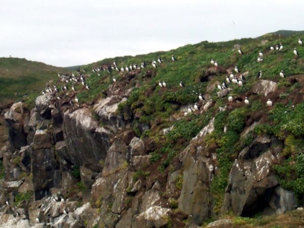 Puffins 1
