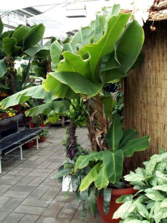 Greenhouse bananas