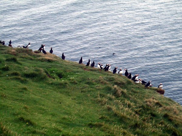 Puffins